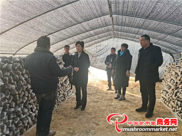 河南省社旗县领导到官营村实地察看香菇产业发展情况