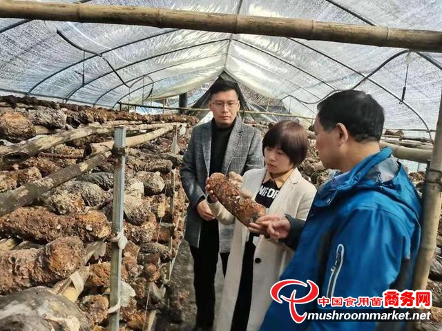 陕西省安康市农科院食用菌科技服务团队赴汉阴县开展调研和技术服务