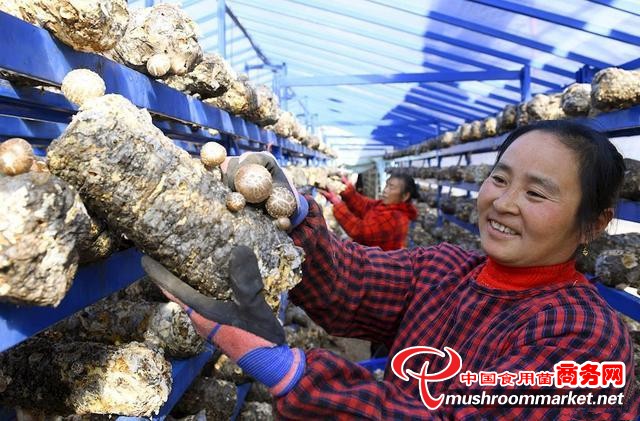 安徽省六安市金寨县望春谷里长满厚实鲜美的香菇致富果