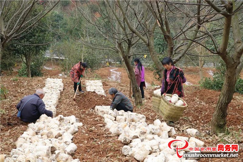 贵州省玉屏县：千亩鹿茸菇“安家”油茶树下