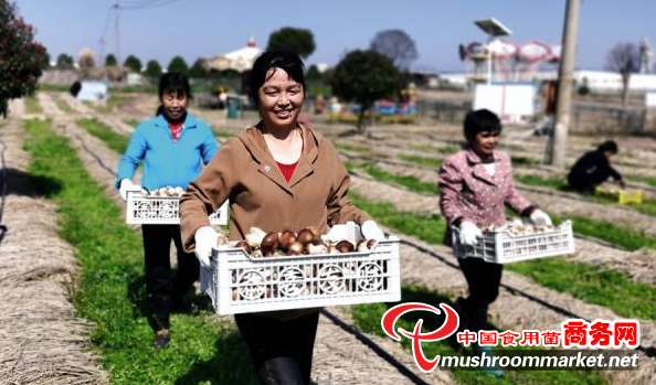 江西省吉安市：种植大球盖菇 经济效益可观