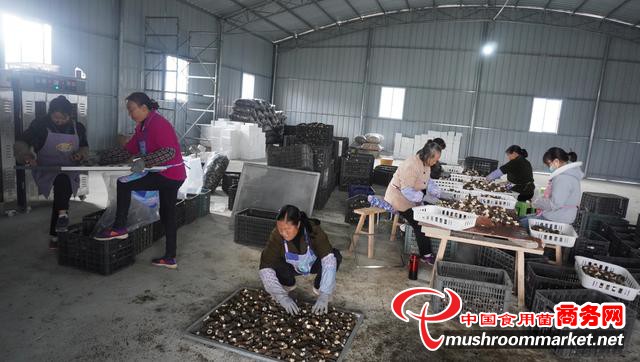 贵州省普定县：羊肚菌已进入采收阶段 让更多群众在产业发展中受益