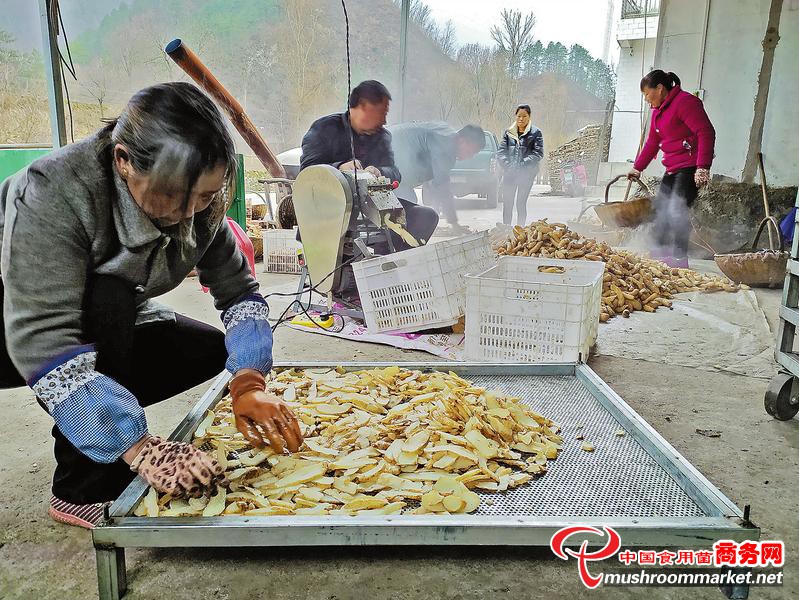 陕西省丹凤县：发展天麻产业 促增收