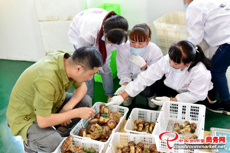 吉林省安图县：立足资源优势 做强松茸产业