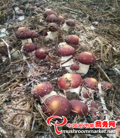 可喜可贺！云南省广南县大球盖菇试种成功 乡村振兴动力十足