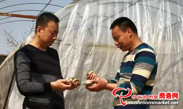 陕西省蒲城县：食用菌产业圆了群众致富梦