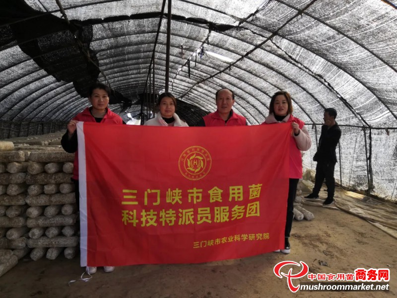 河南省三门峡市农科院食用菌特派团赴灵宝市开展夏季香菇春季管理技术服务