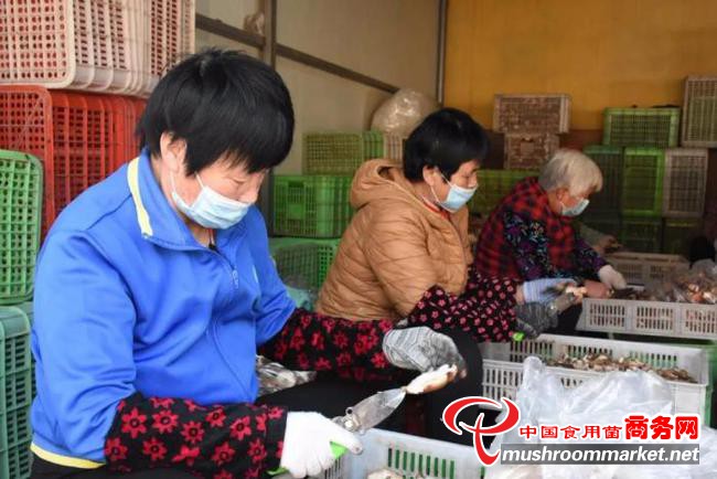 山东省惠民县：每名村民年增收3万多元 小香菇趟出“富民路”