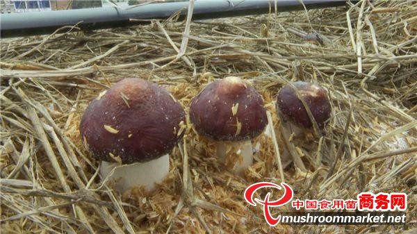 抢“鲜”上市！湖南省株洲市渌口区首次种植赤松茸喜获丰收