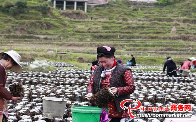 贵州省从江县：“一田多用”再显成效 黑木耳种植喜获丰收