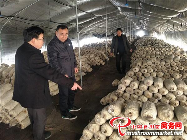 安徽省亳州市：成功栽培羊肚菌和赤松茸等珍稀食用菌