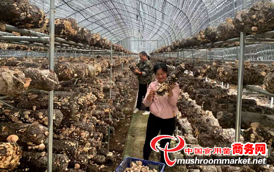 湖北省麻城区：加大香菇产业投入力度 搭建资源共享平台
