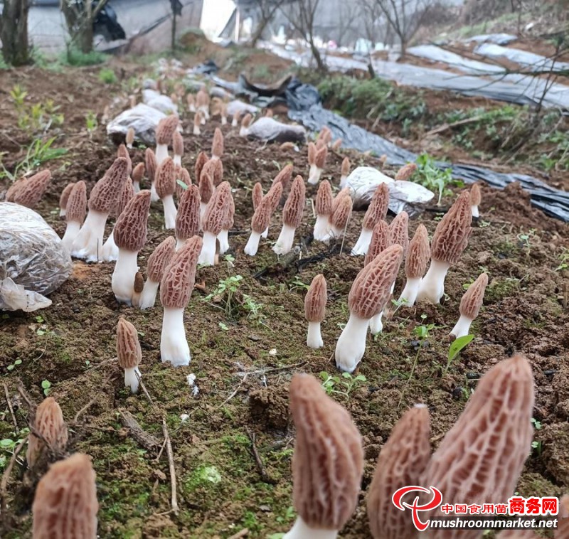 贵州省清镇市黔林农民专业合作社种植羊肚菌 喜获丰收