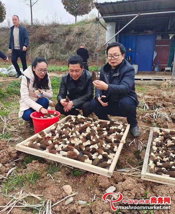 湖北省房县：建立成熟技术模式 千亩羊肚菌喜获丰收