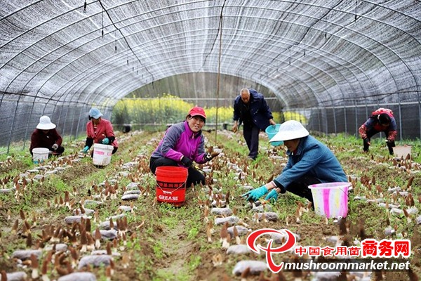 四川省广元市朝天区：万亩食用菌 赋能乡村振兴