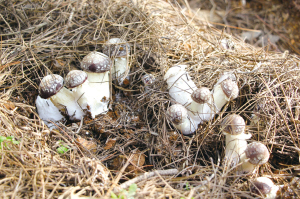 云南省昆明市晋宁区种植大球盖菇并上市 实现废物循环利用