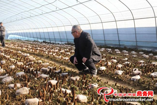 河南省方城县：发展食用菌产业 助推乡村振兴