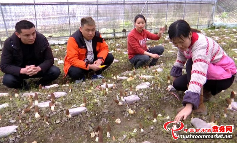 贵州省三都县：农技培训进田间 羊肚菌管护有良方