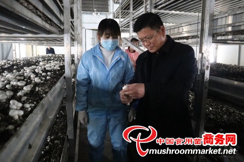 甘肃省临泽县：稳步推进食用菌产业高质量发展