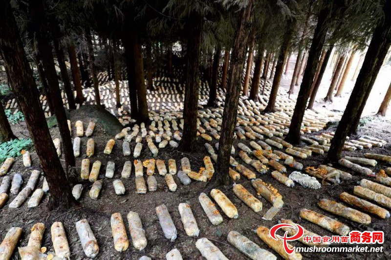 贵州省大方县：食用菌铺就绿色致富路