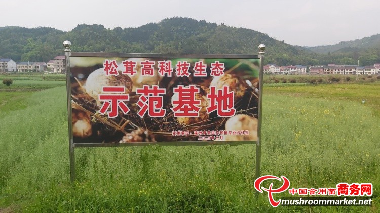 口感鲜美、营养丰富 湖南省攸县人工种植赤松茸“有料”
