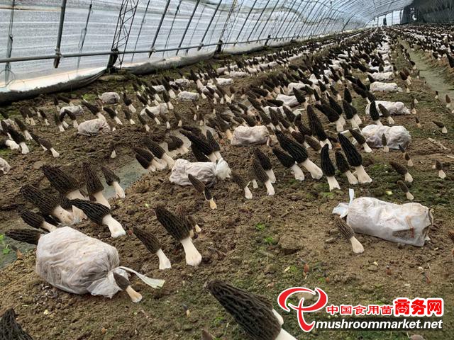 山东省乳山市：发展羊肚菌产业 推动村民增收致富