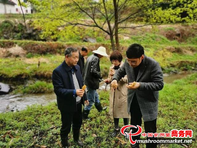 陕西省安康市农科院食用菌研究团队开展野生羊肚菌种质资源调查工作