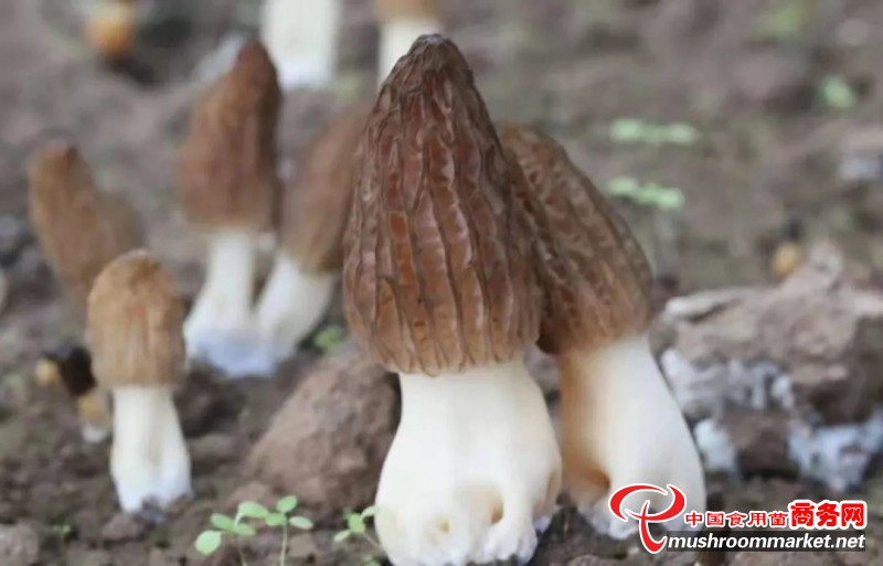 云南省景东县：羊肚菌试种成功 为林下产业储备了优质发展资源