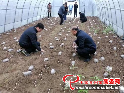 陕西省千阳县：小小羊肚菌 孕育产业发展大希望