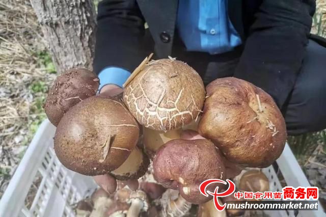 山东省昌乐县：发展赤松茸产业 撬动林下循环经济