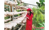 山东省齐河县：大棚猴头菇远销北上广