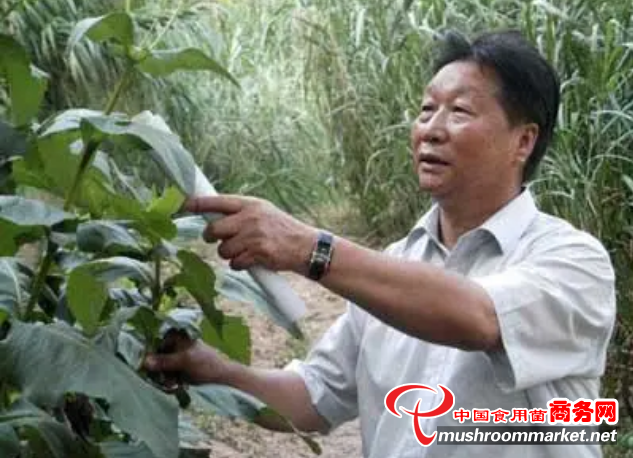 “菌草之父”林占熺：把论文写在大地上 为世界扶贫提供“中国方案”