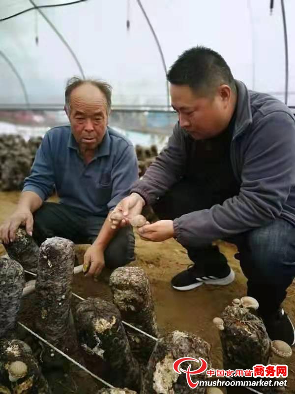 河南省上蔡县：气象服务助力香菇生长
