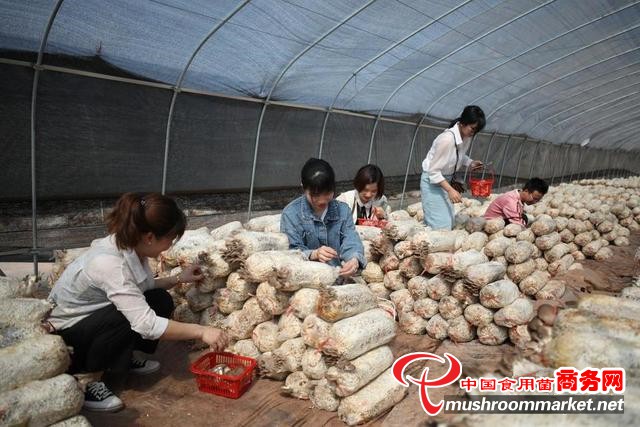 湖南省衡阳市珠晖区：升级食用菌产业 激发乡村振兴内生动力