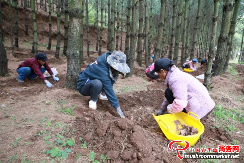 贵州省威宁县：林下种天麻 致富添新路