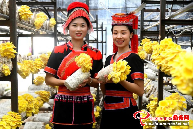 广西金秀县：发展食用菌特色产业 壮大村集体经济