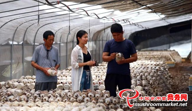 山东省金乡县晨雨菌业公司做强食用菌产业 带领群众共同致富
