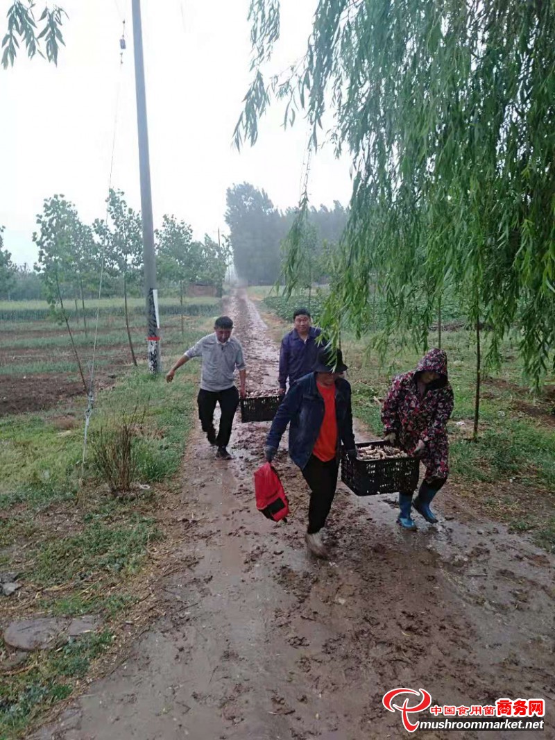 河北省广平县：帮扶队长冒雨帮群众抢收赤松茸