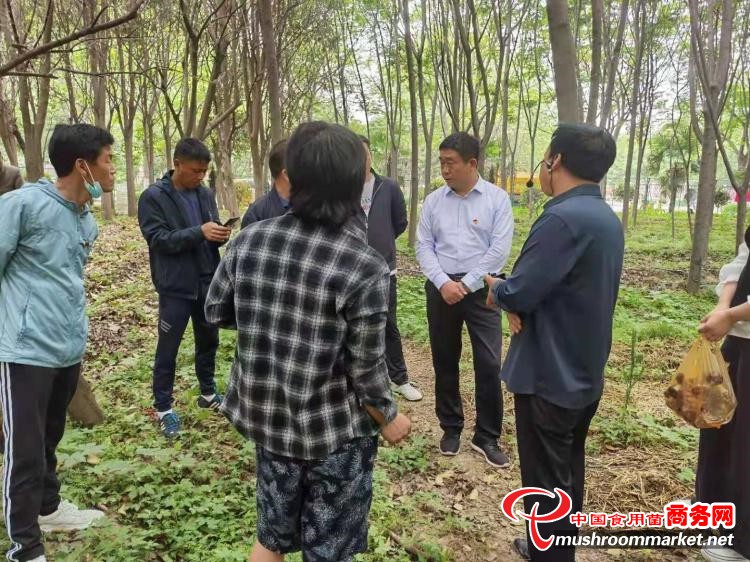 河南省周口市川汇区成功召开赤松茸推广种植推进会