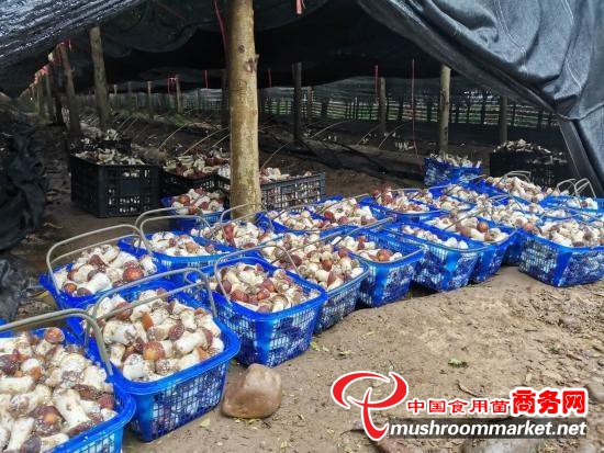 河南省郏县：林下种植赤松茸 迎来丰收