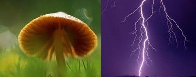 闪电能让蘑菇增产？