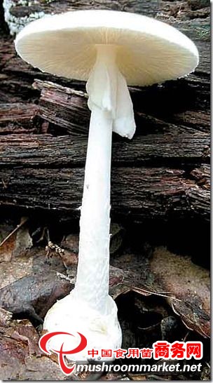 伞形毒菌—蘑菇里的”灭绝师太“