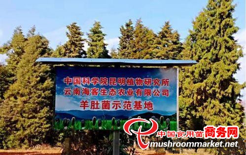 云南海客生态农业公司积极响应科技支撑号召 建立羊肚菌示范基地