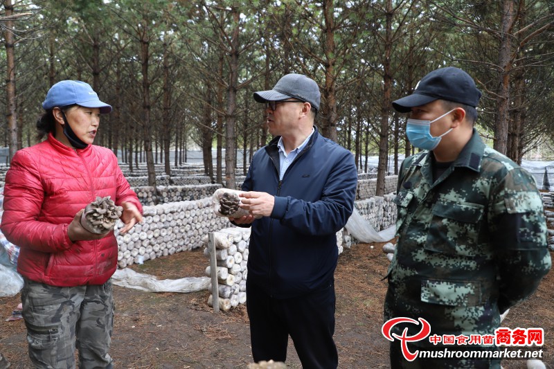 阿木尔林业局：延长食用菌产业链 推动林区经济高质量发展