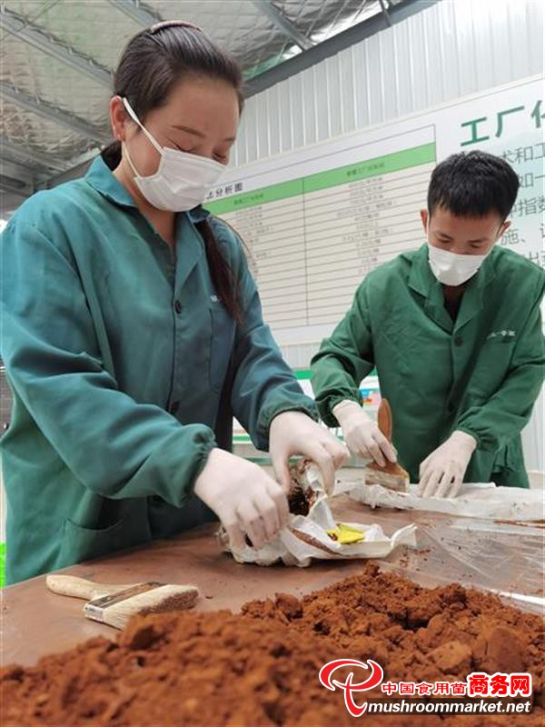 湖北省竹溪县：选育新品种 做大香菇产业链