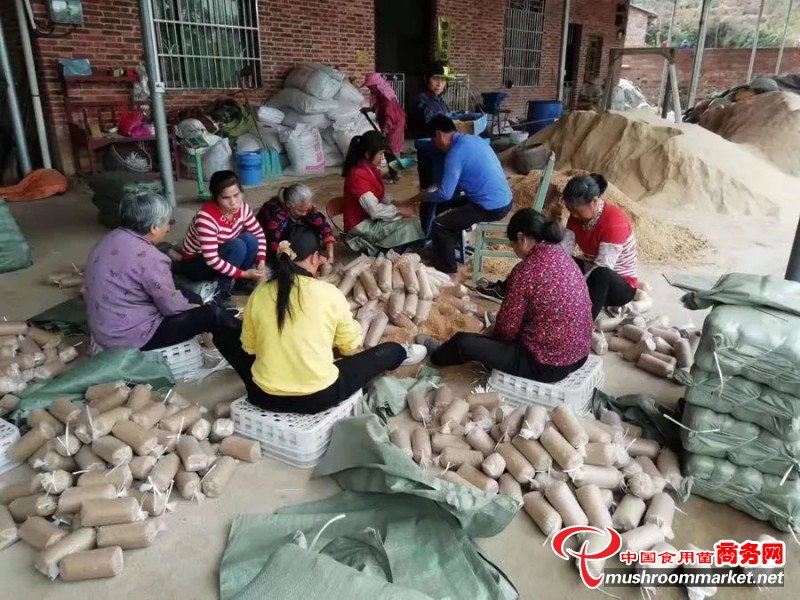 江西省兴国县林业局积极发展茯苓种植产业 群众实现年增收入500多万元