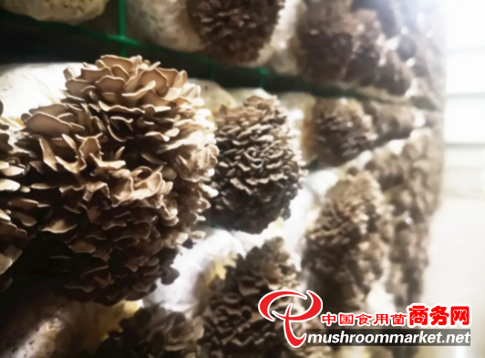 无菌菇房内舞茸“飘香” 贵州桐梓县持续推进食用菌产业提质增效