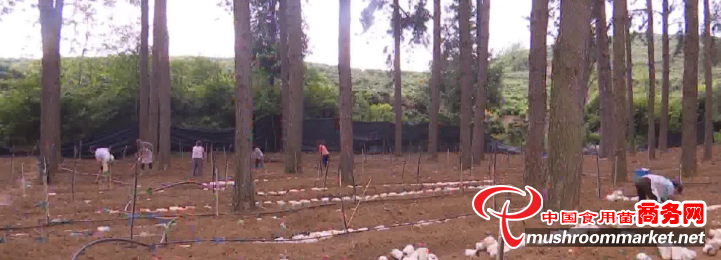 贵州省兴仁市：发展种植黑皮鸡枞菌 带动群众增收