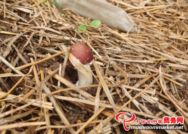 青岛市益菇园食用菌种植基地：秸秆里种出菌菇 环保又增收