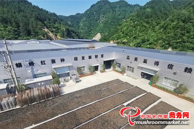 陕西省丹凤县天麻产业园百万袋木耳喜获丰收 带动群众增收致富
